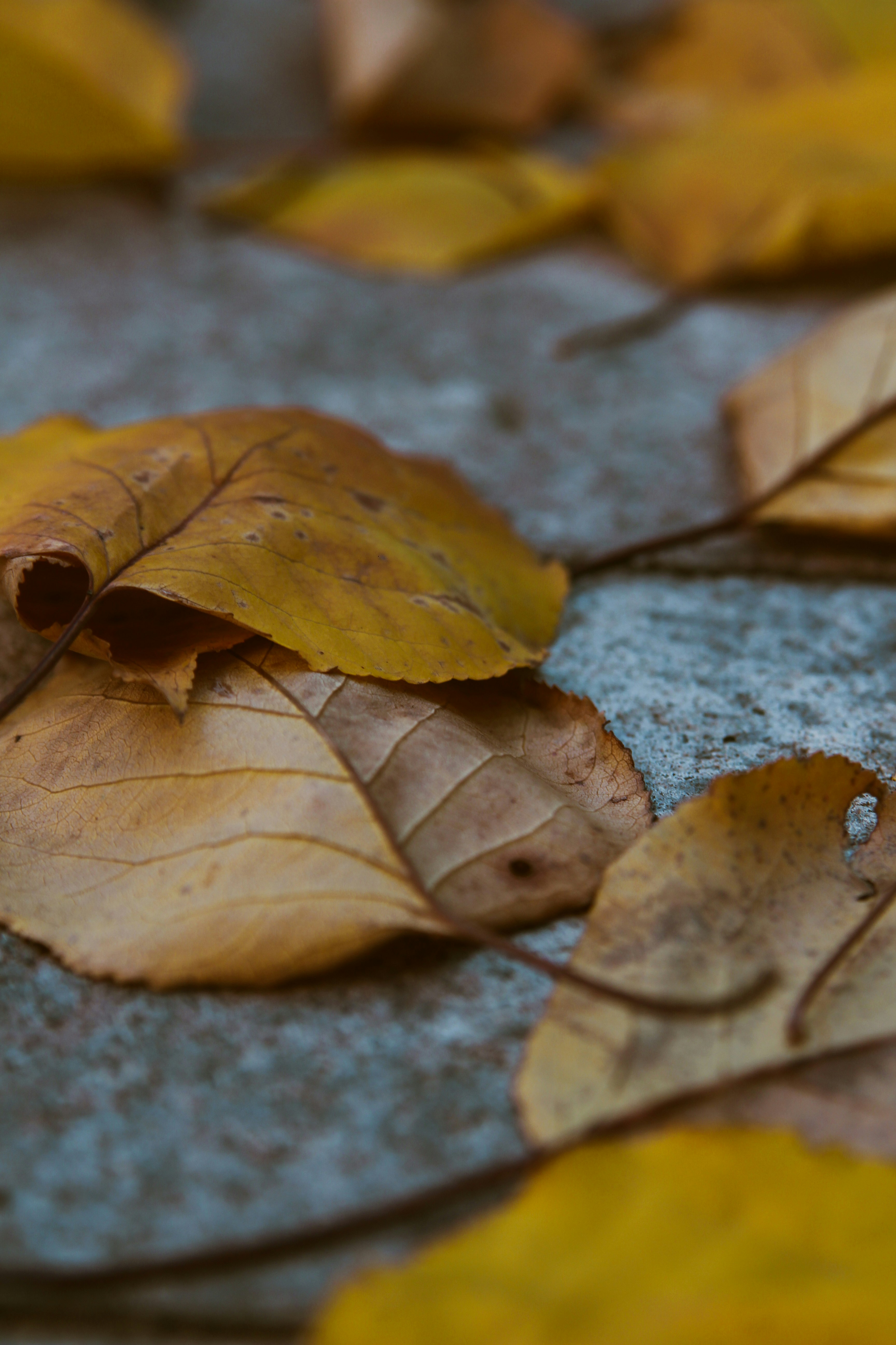 Photo by khrystyna_vatsyk