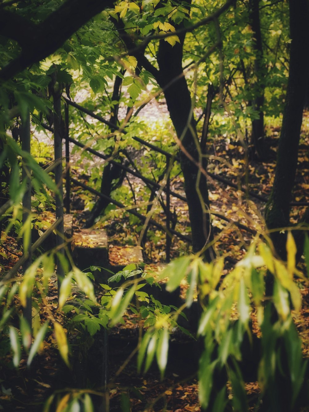 a forest with trees