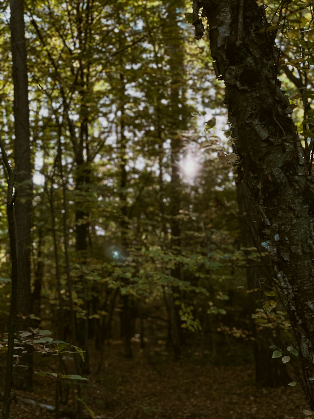 a forest with trees