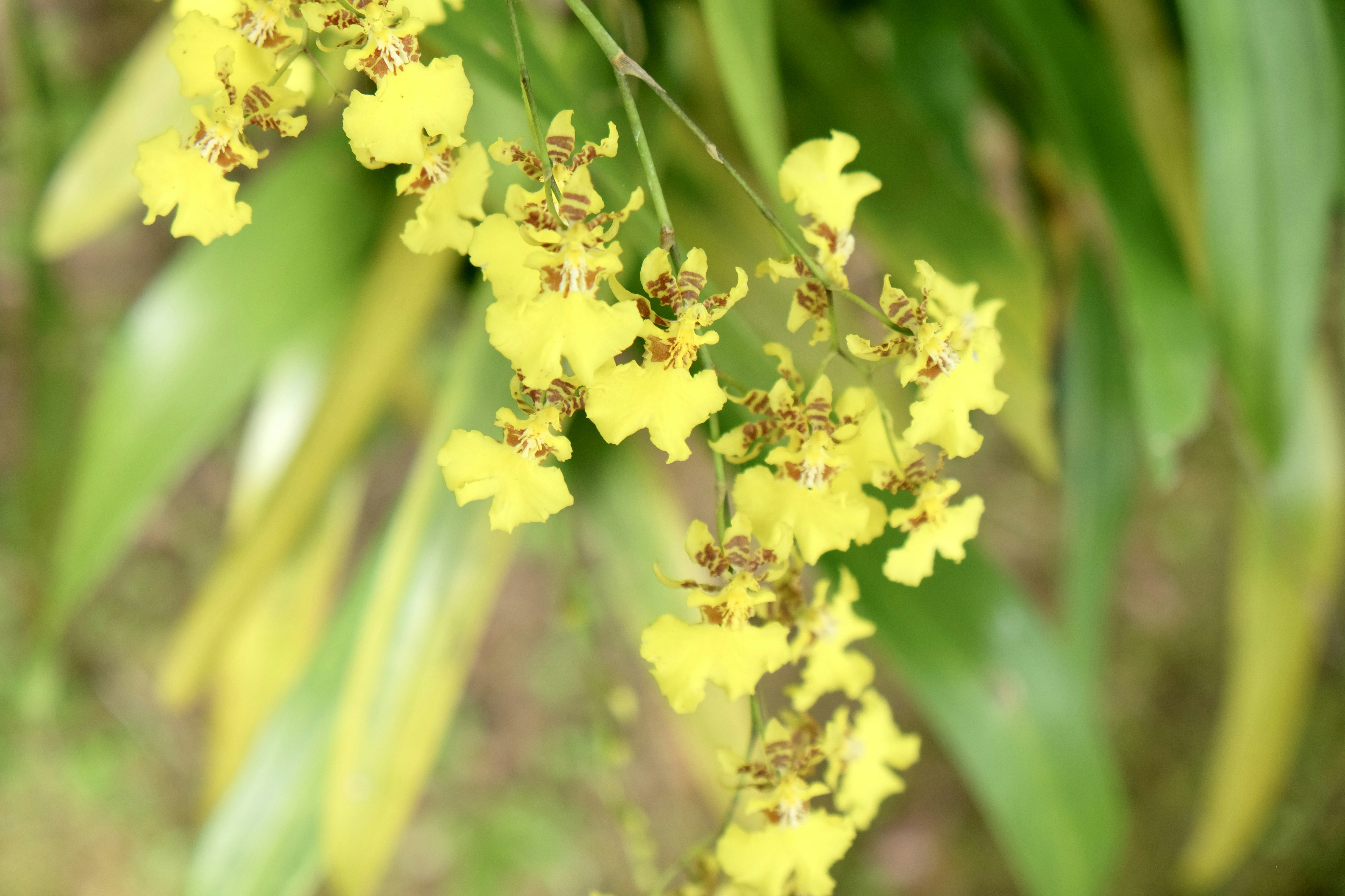a close up of a plant