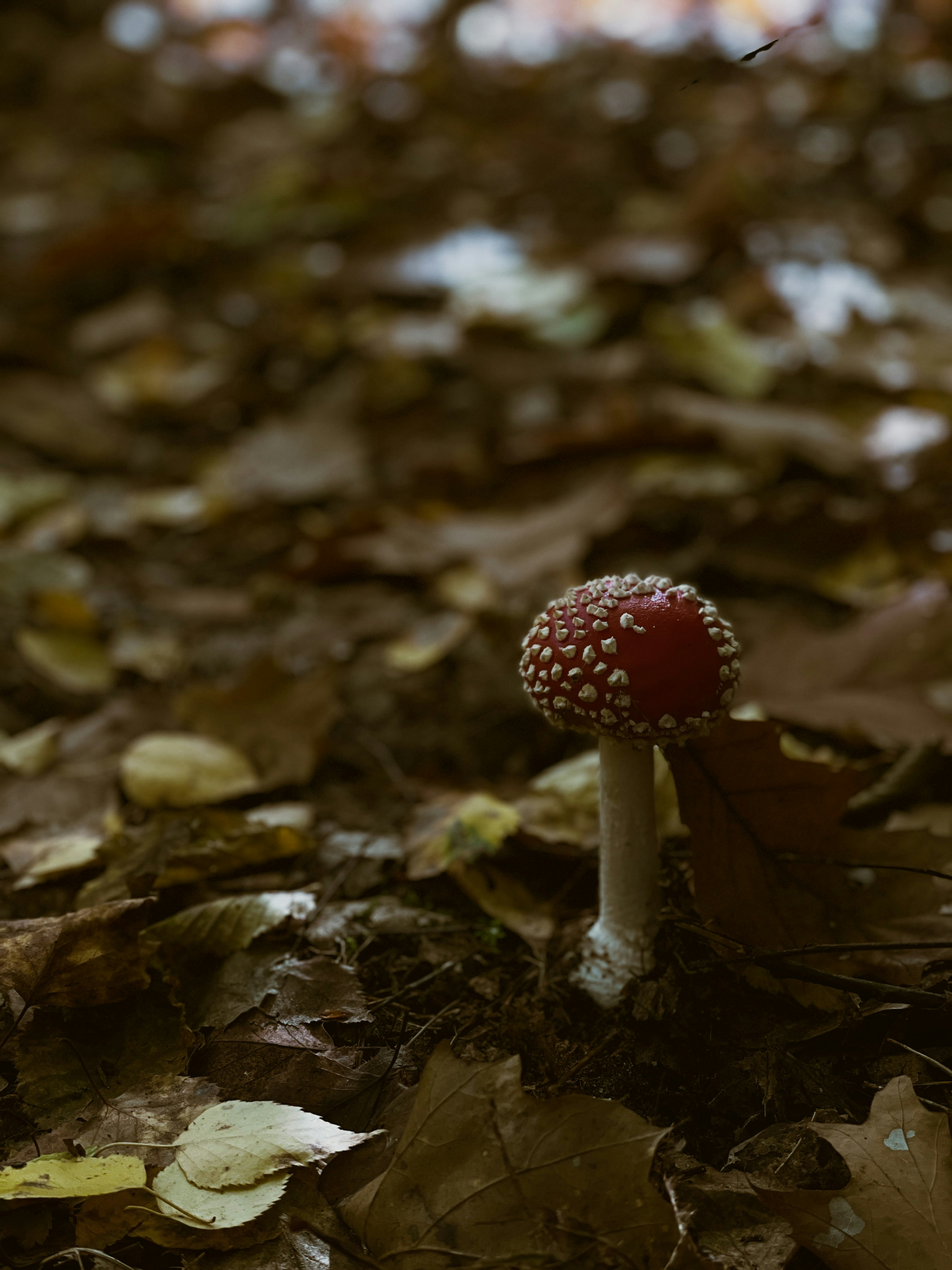 Photo by khrystyna_vatsyk