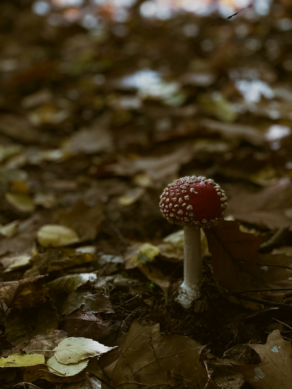 a red mushroom growing in the leaves
