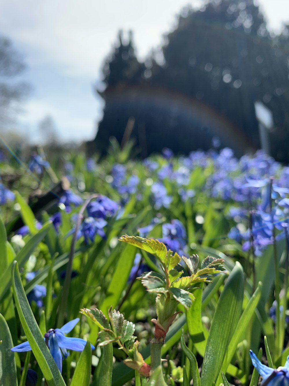 a close-up of some flowers