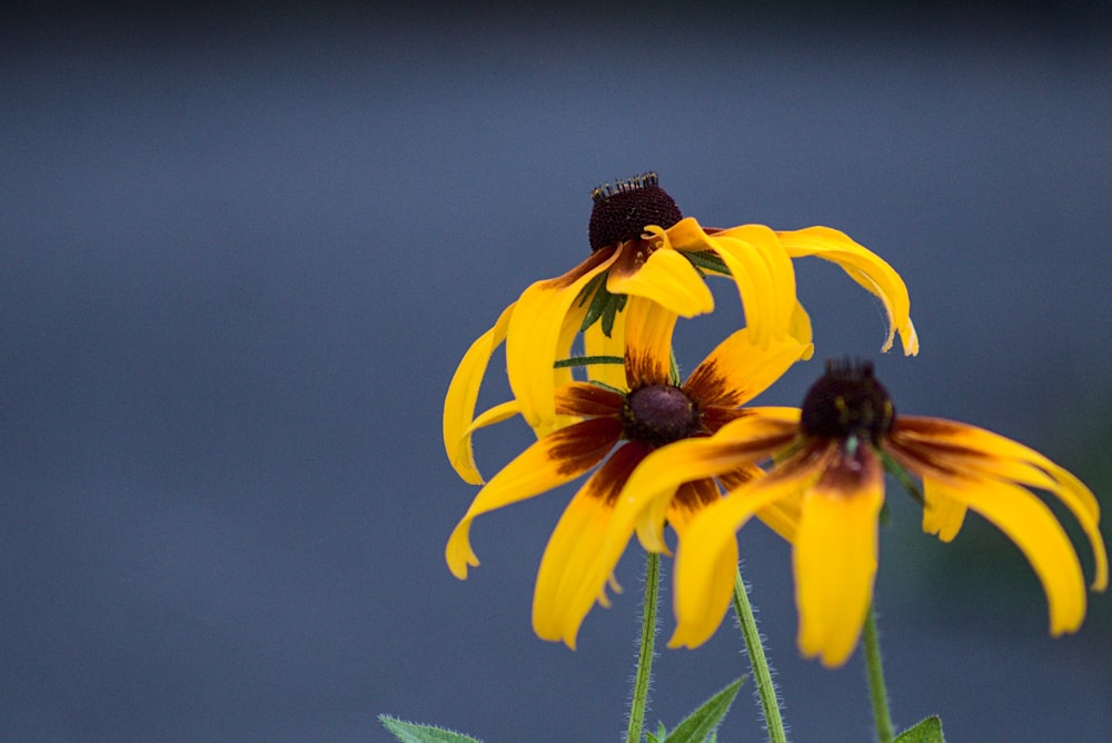 a bee on a yellow flower