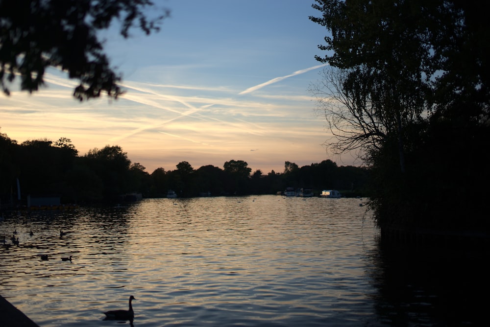 a body of water with ducks in it and trees around it