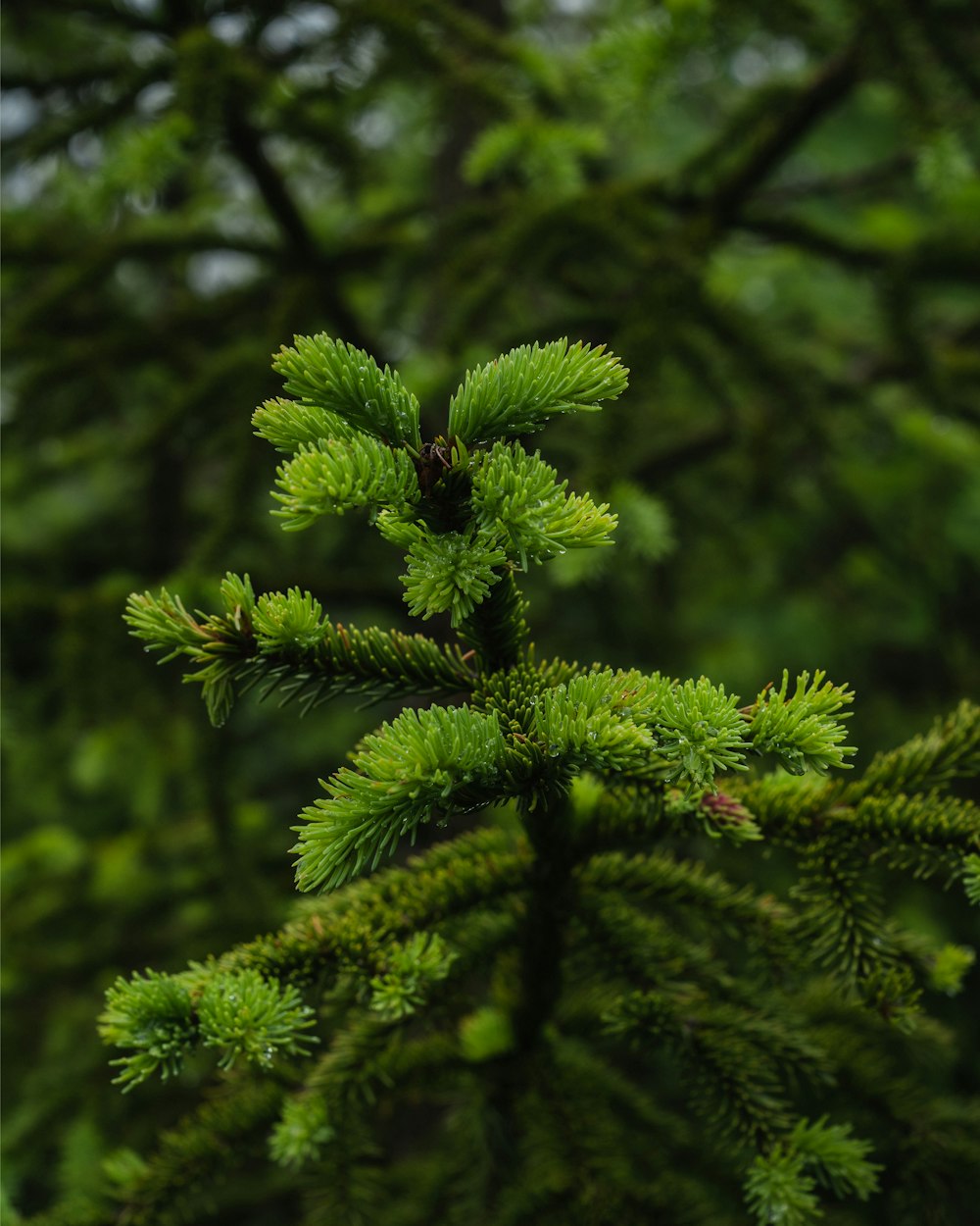 a close-up of a tree