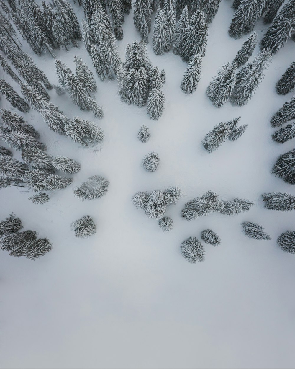 a snowy landscape with trees