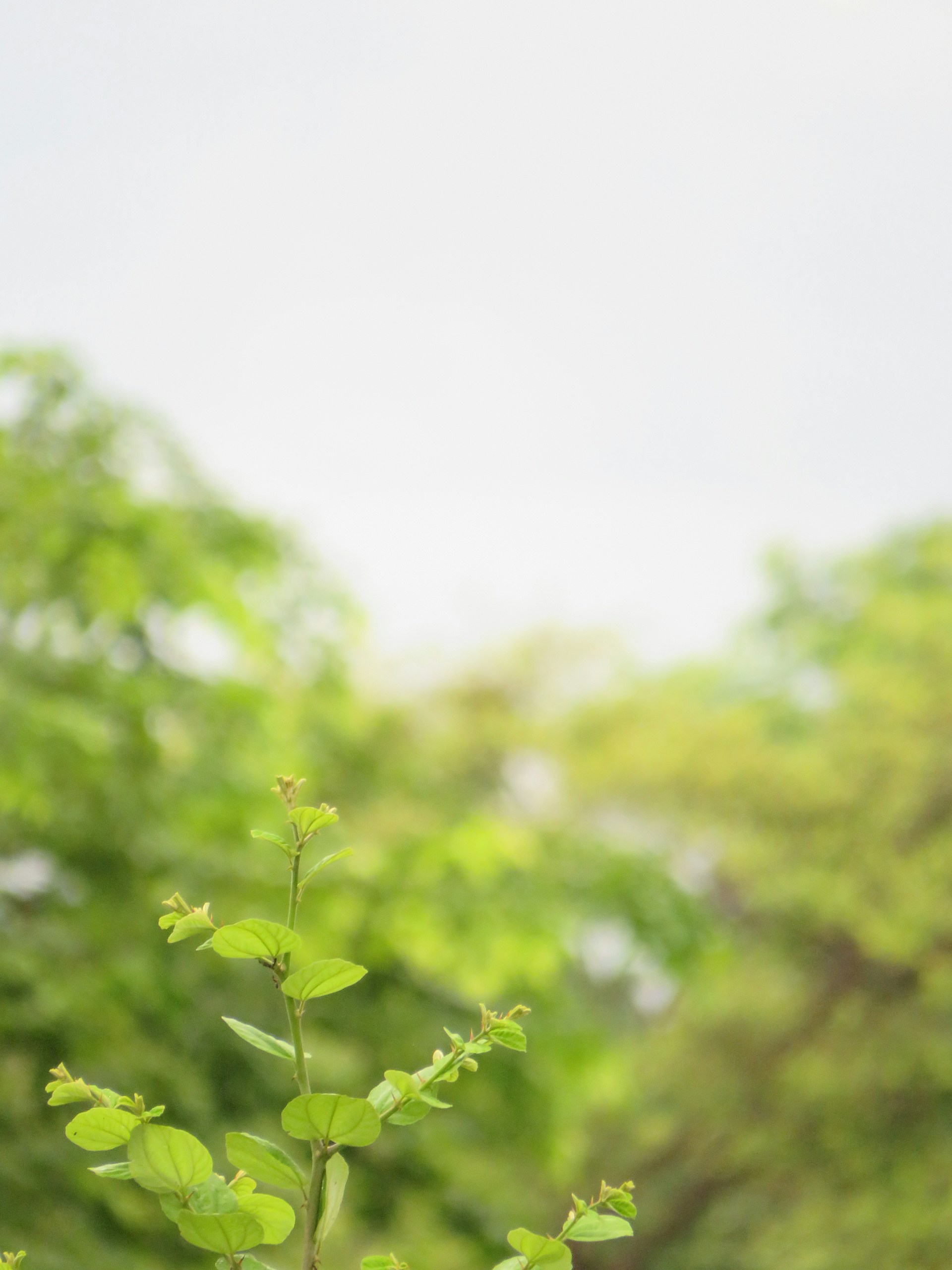 a group of green plants