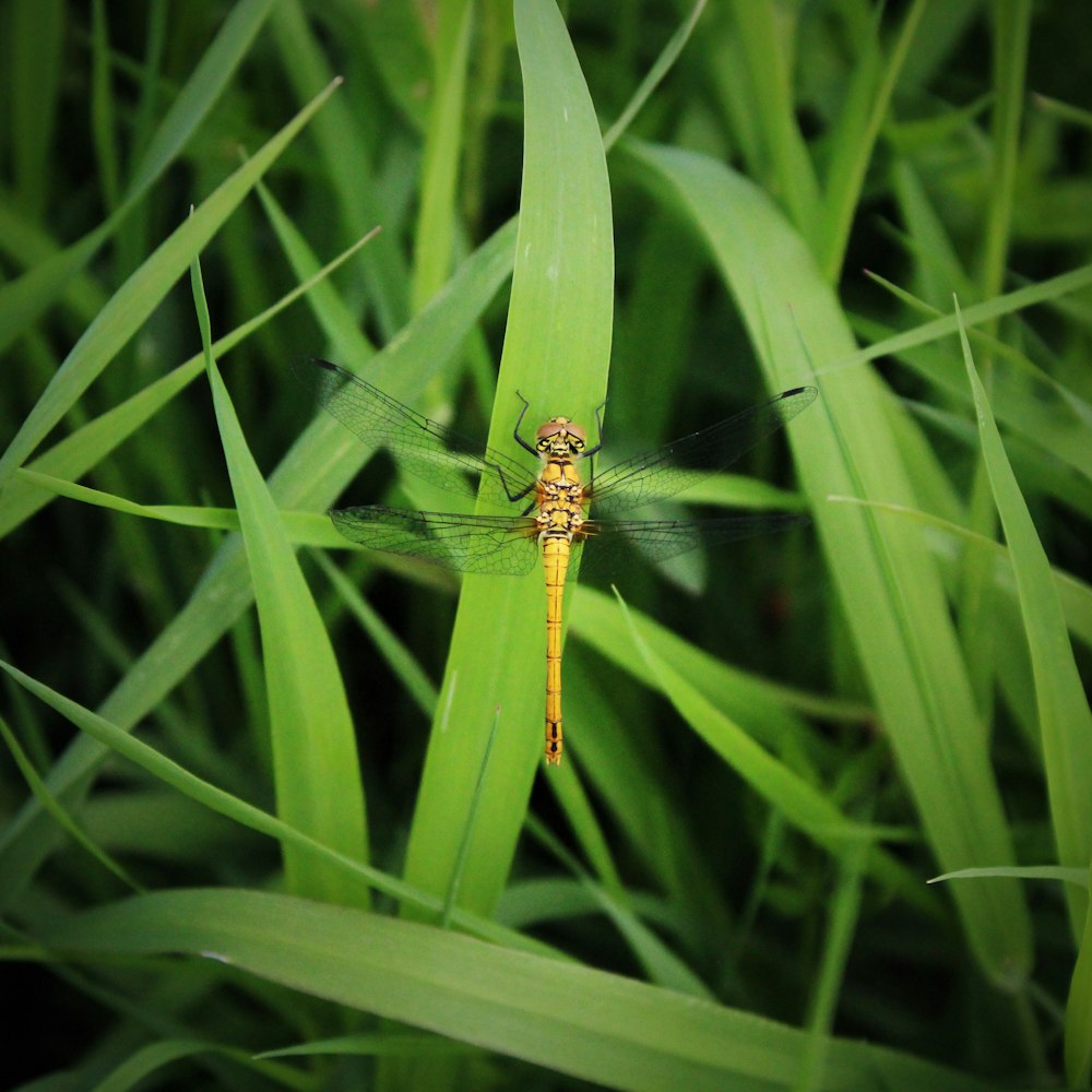 a spider on a leaf