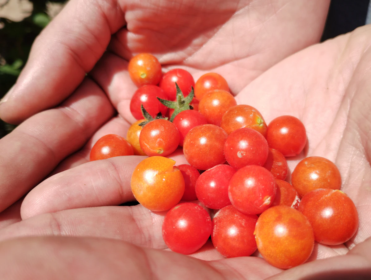 Hand holding fresh tomatoes