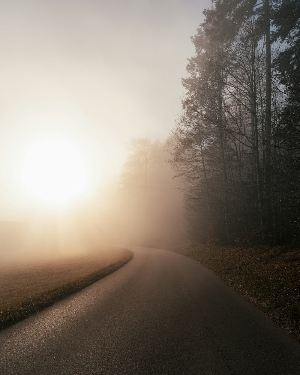 a road with trees on the side