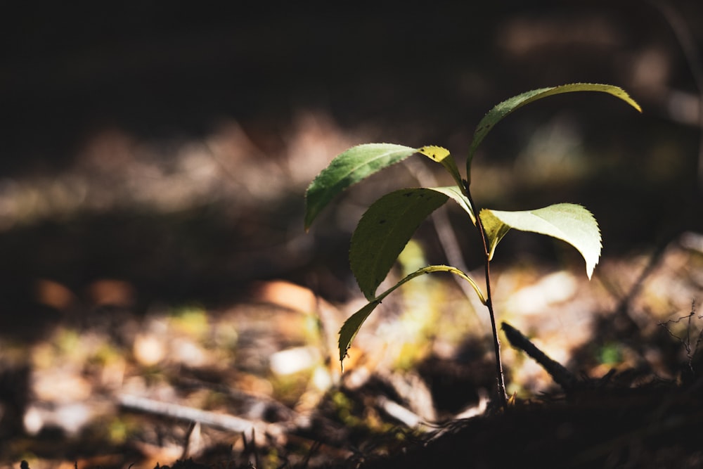 a close-up of a plant