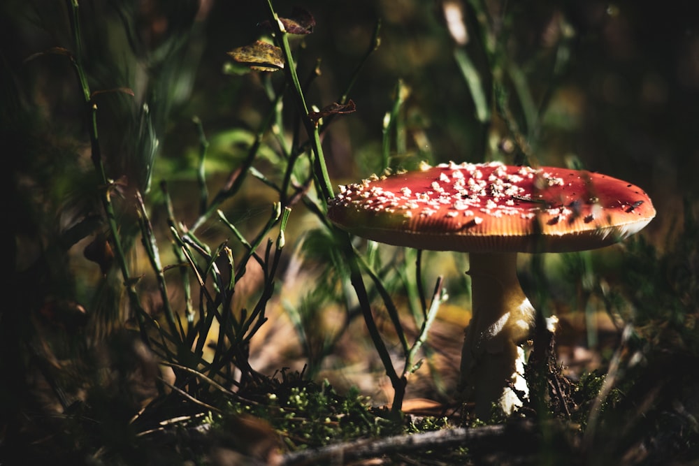 a mushroom growing in the woods