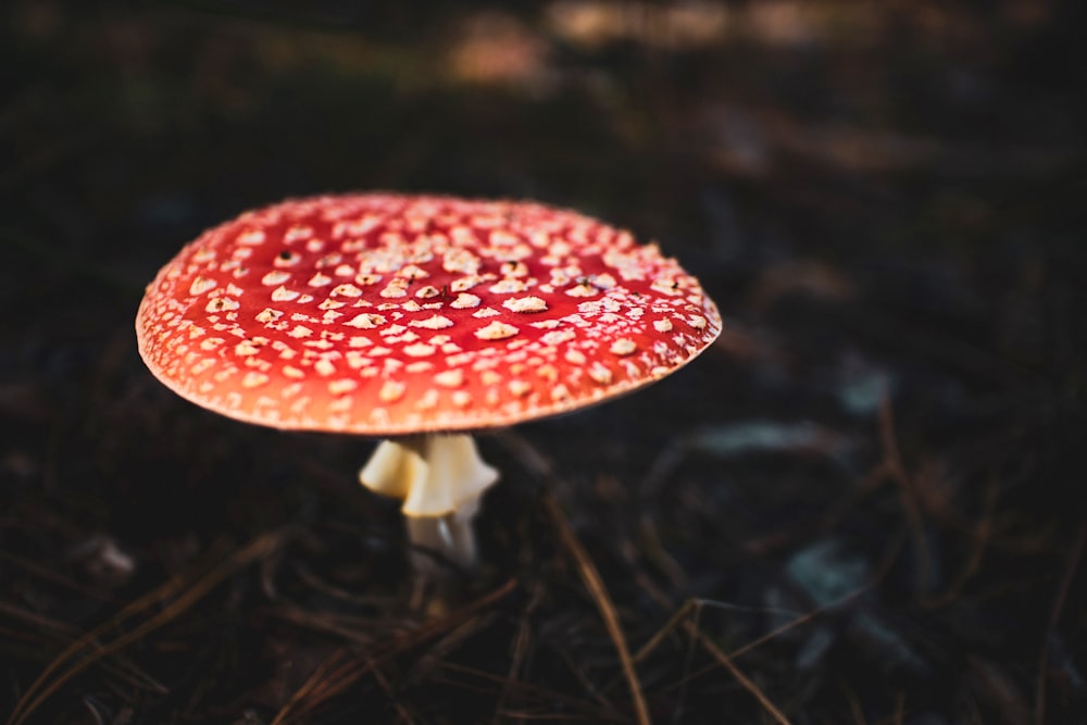 a red mushroom with white spots