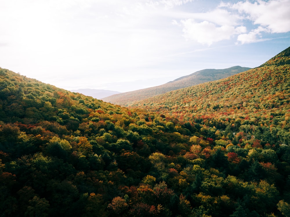 Une forêt d’arbres