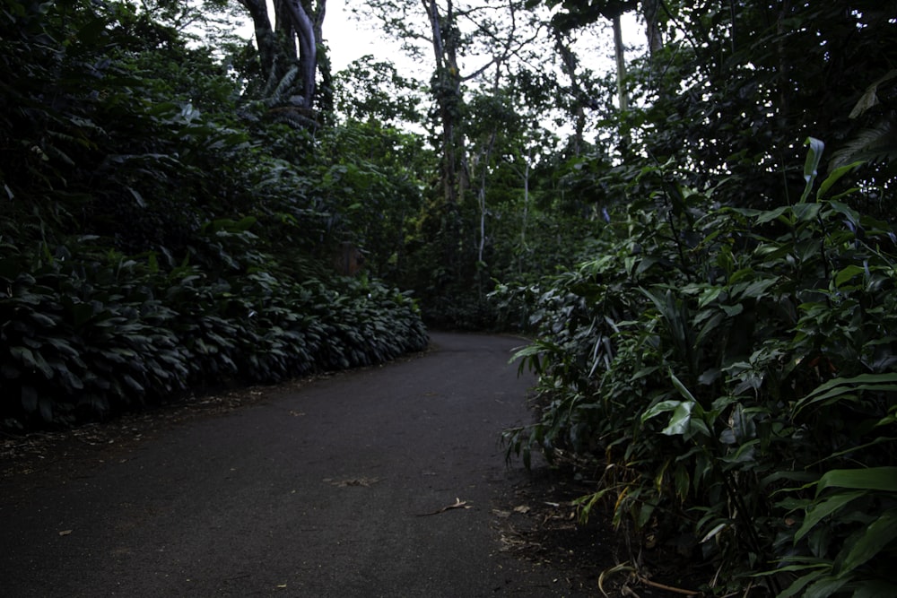 a path through a forest