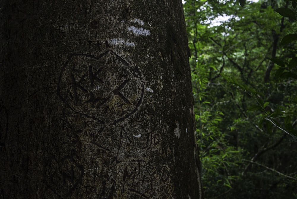 a tree with a hole in it