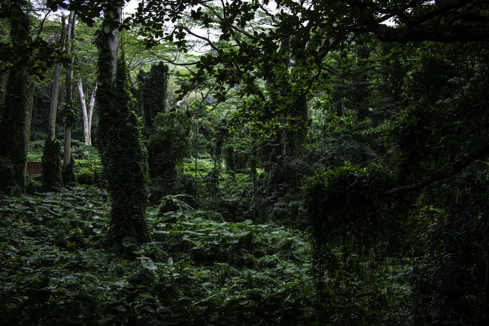 a forest with trees