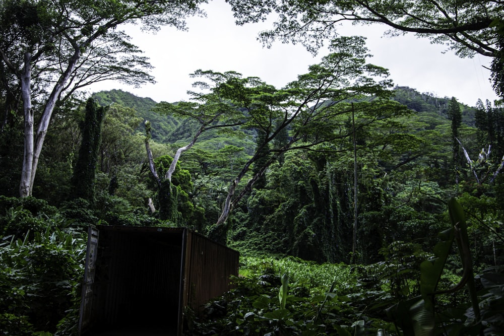 a wooden shed in a forest