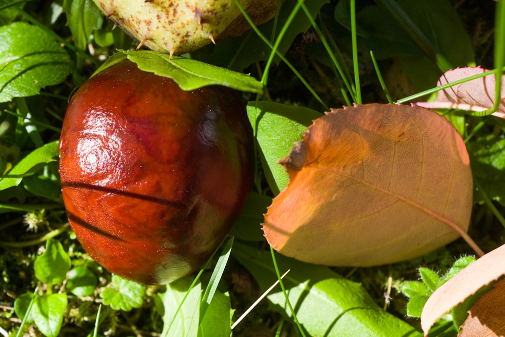 a red fruit on a plant