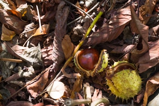 a plant with leaves around it