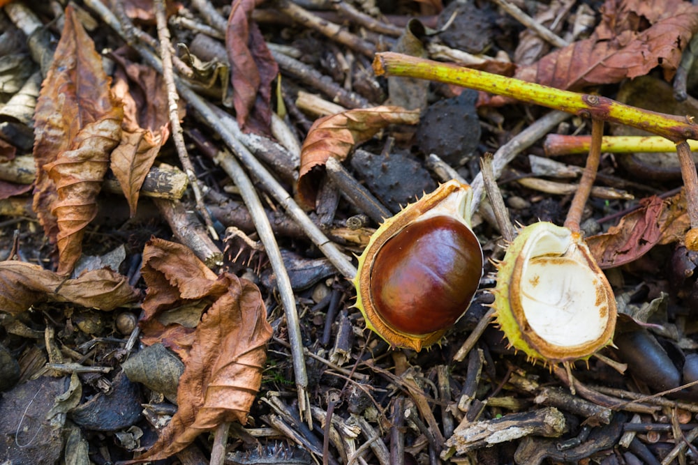 a group of mushrooms and leaves