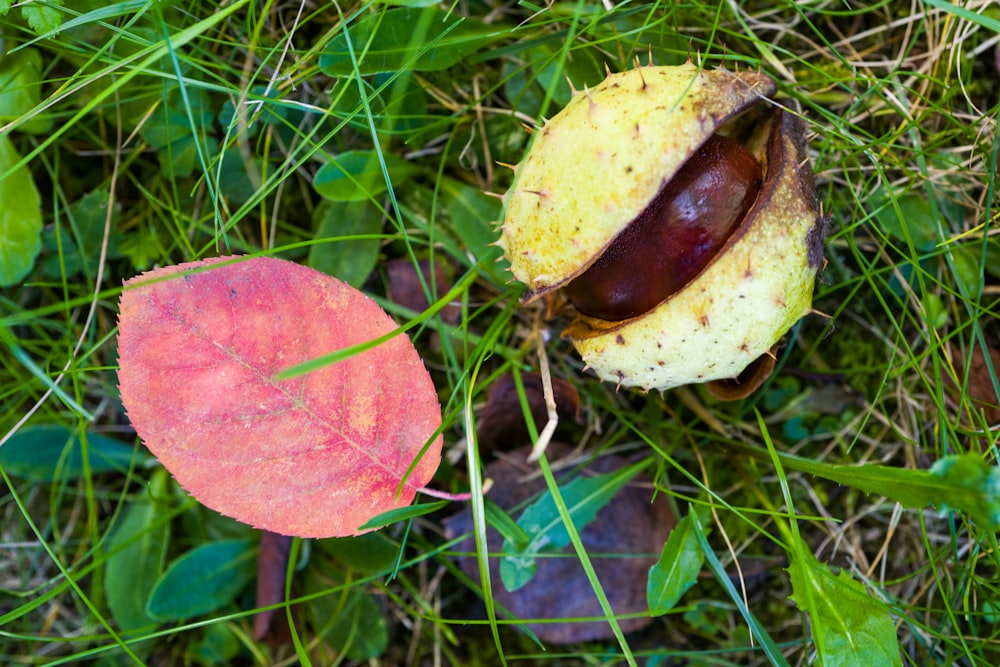 a mushroom growing in the grass