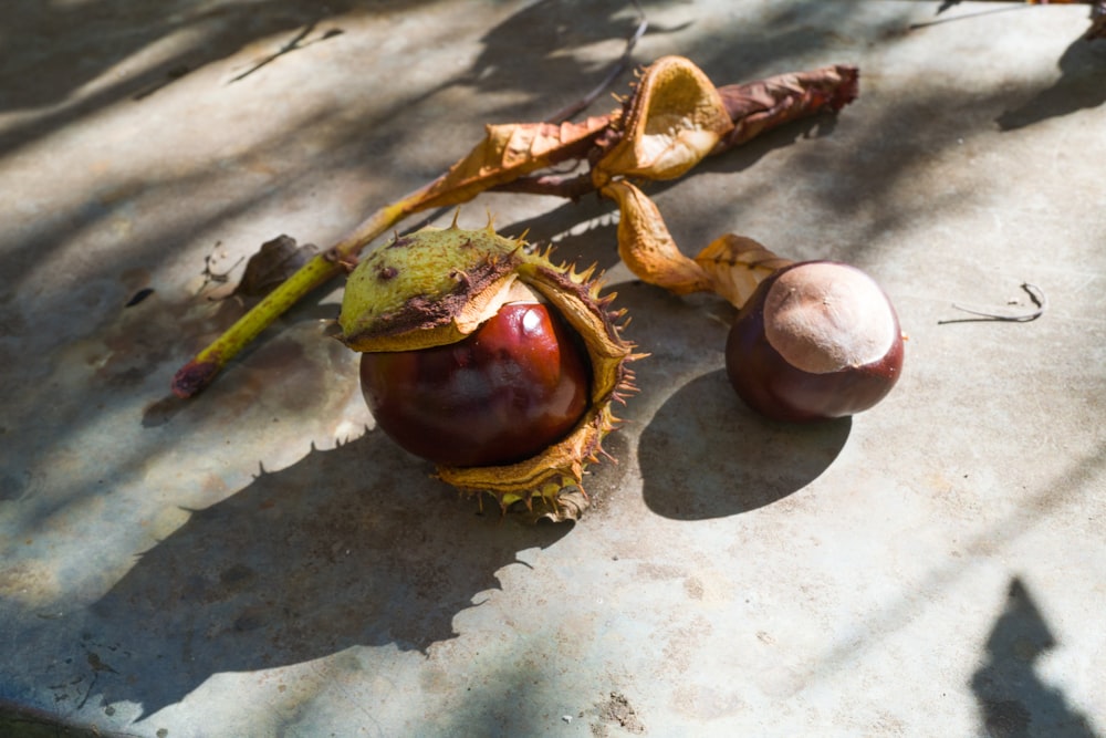 a fruit on the ground
