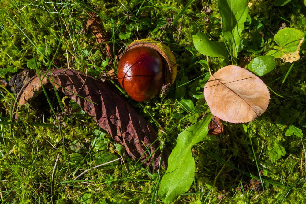 a snail on a log