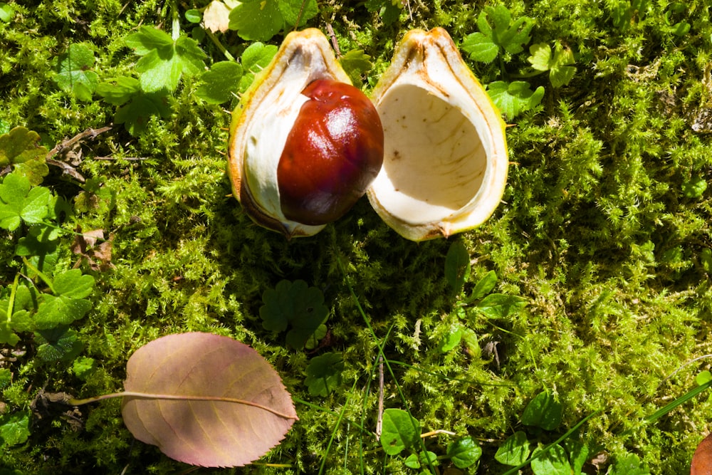 a group of mushrooms growing in the grass