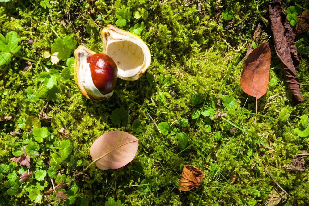 a group of mushrooms growing in the grass