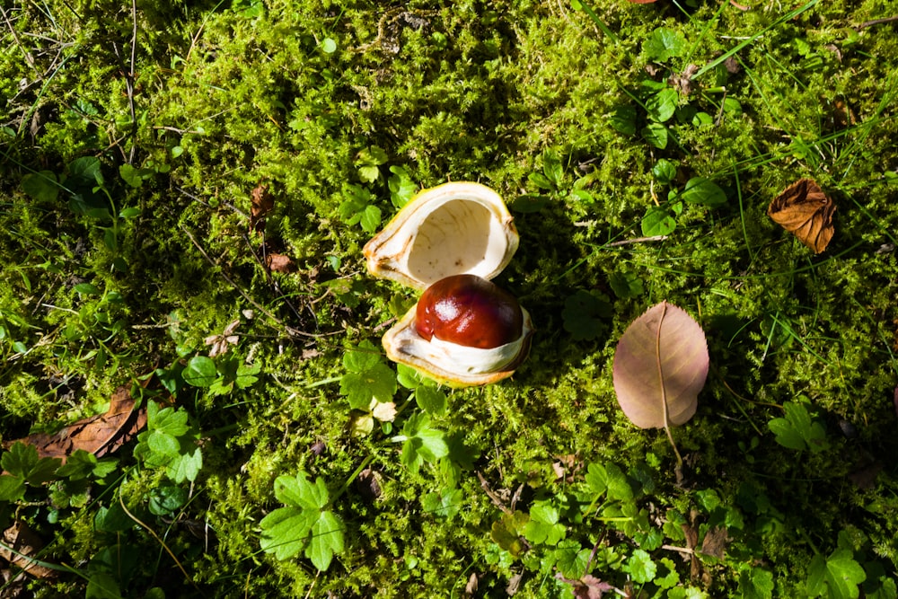 a couple of round objects on a bush