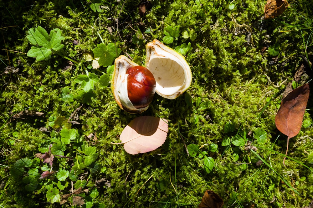 a couple of white bowls on grass