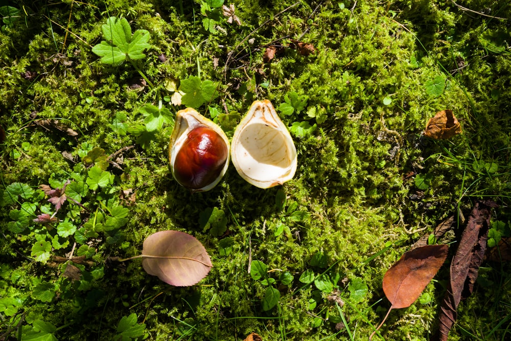 a group of mushrooms growing in a forest