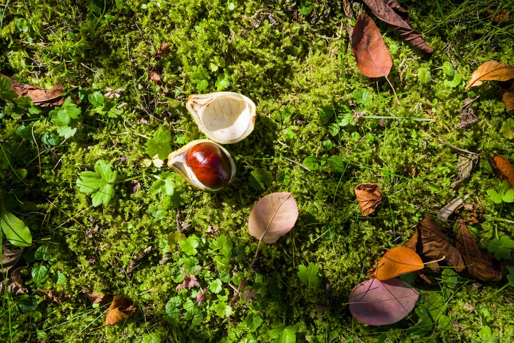 a group of mushrooms growing in a forest