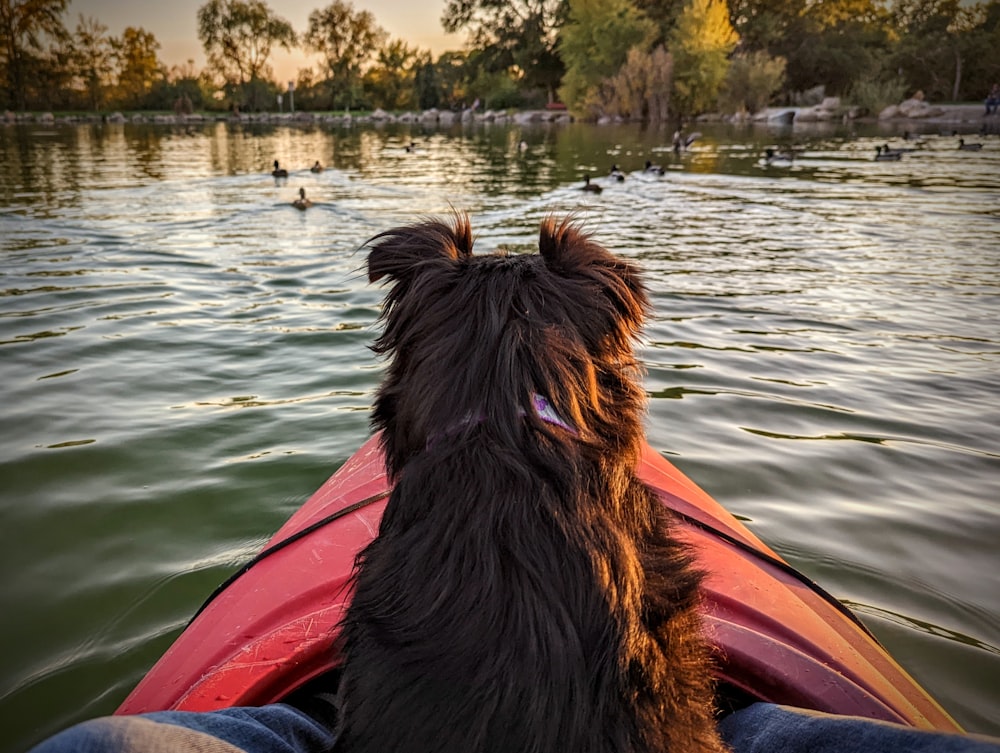 a dog sitting in a boat