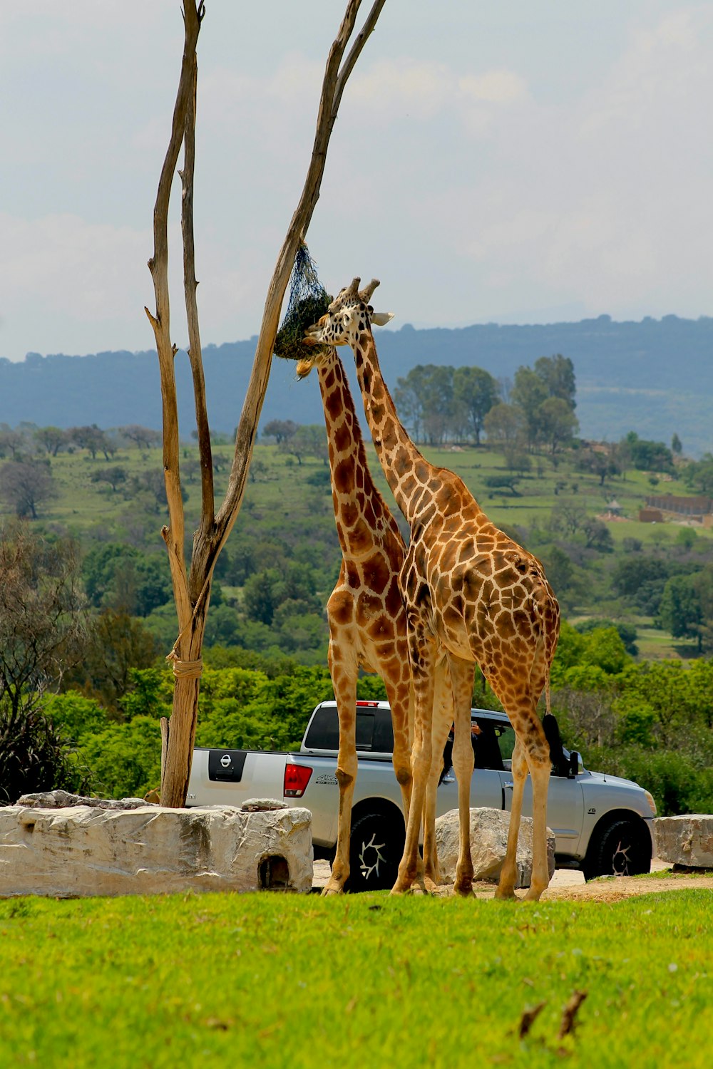 a giraffe eating from a tree