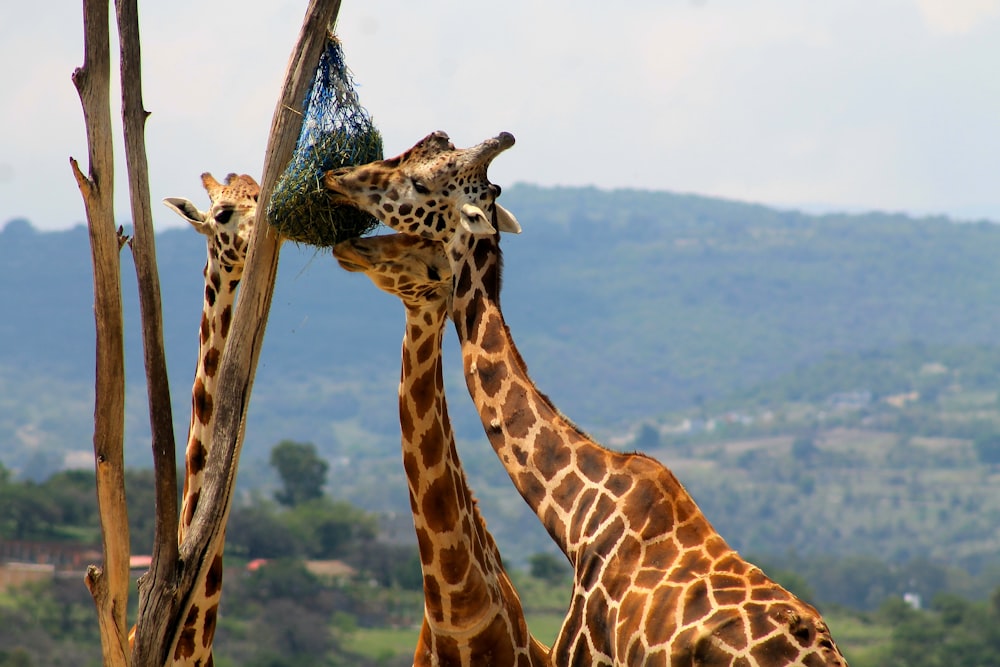 giraffes eating from a feeder