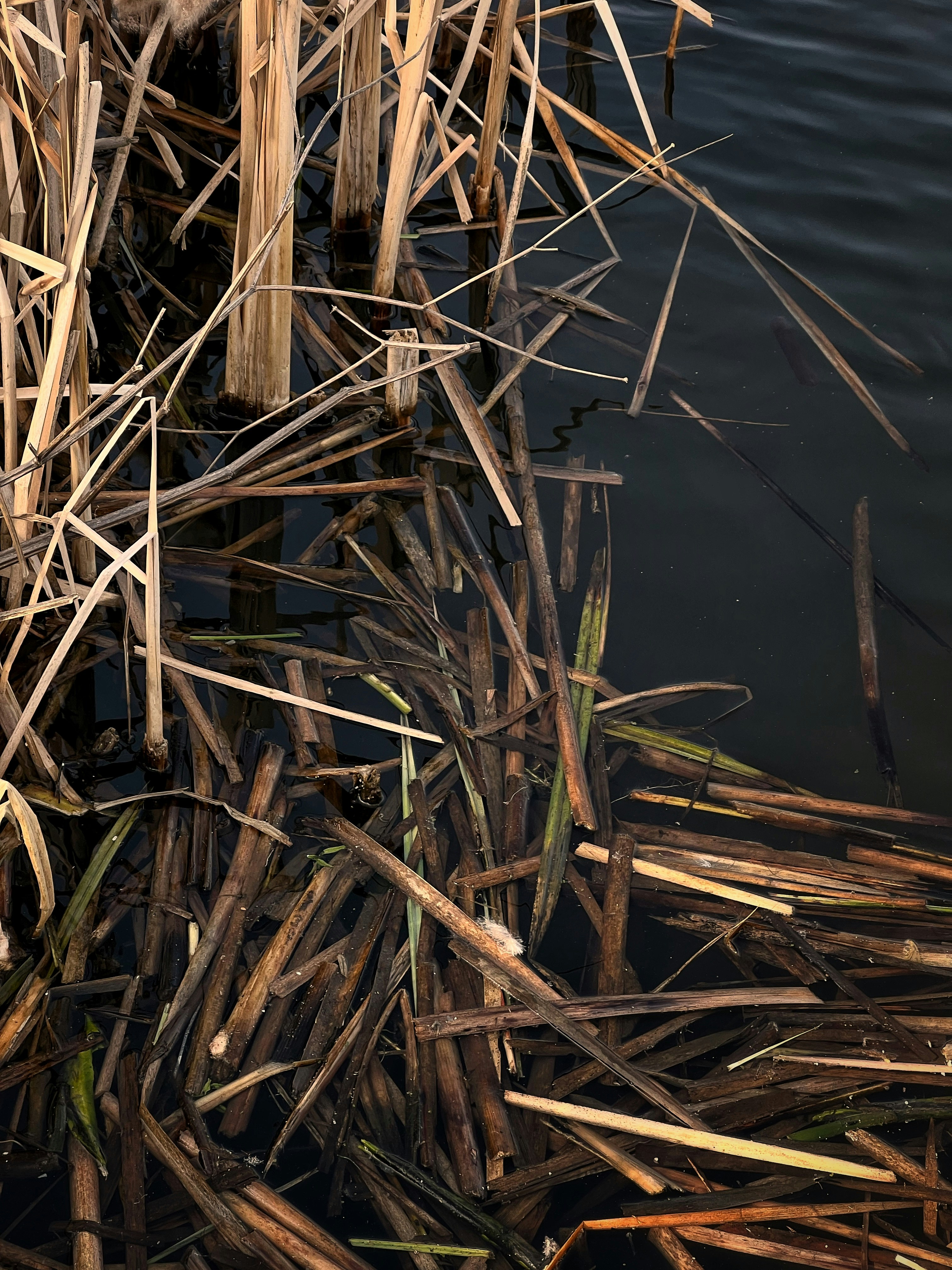 Photo by a_s1monenkov