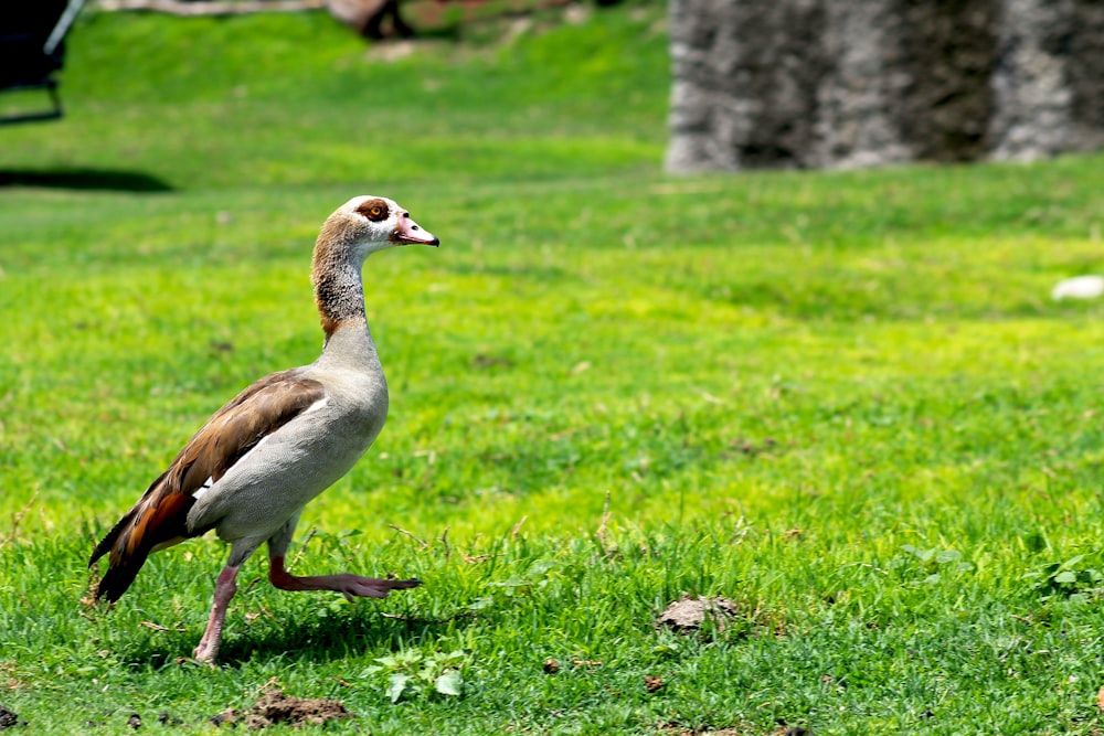 a bird walking on grass