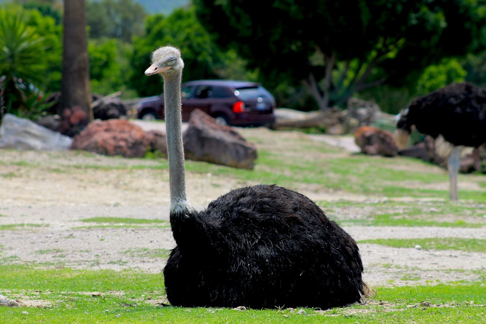 a couple of birds stand near each other