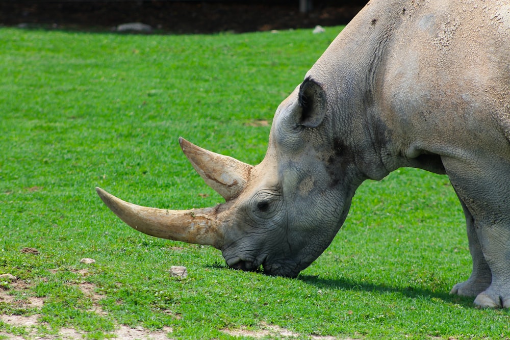a rhinoceros eating grass