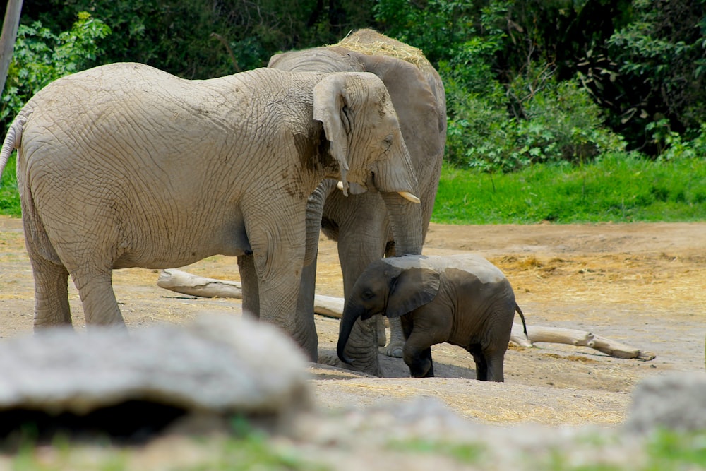 a group of elephants stand in a field