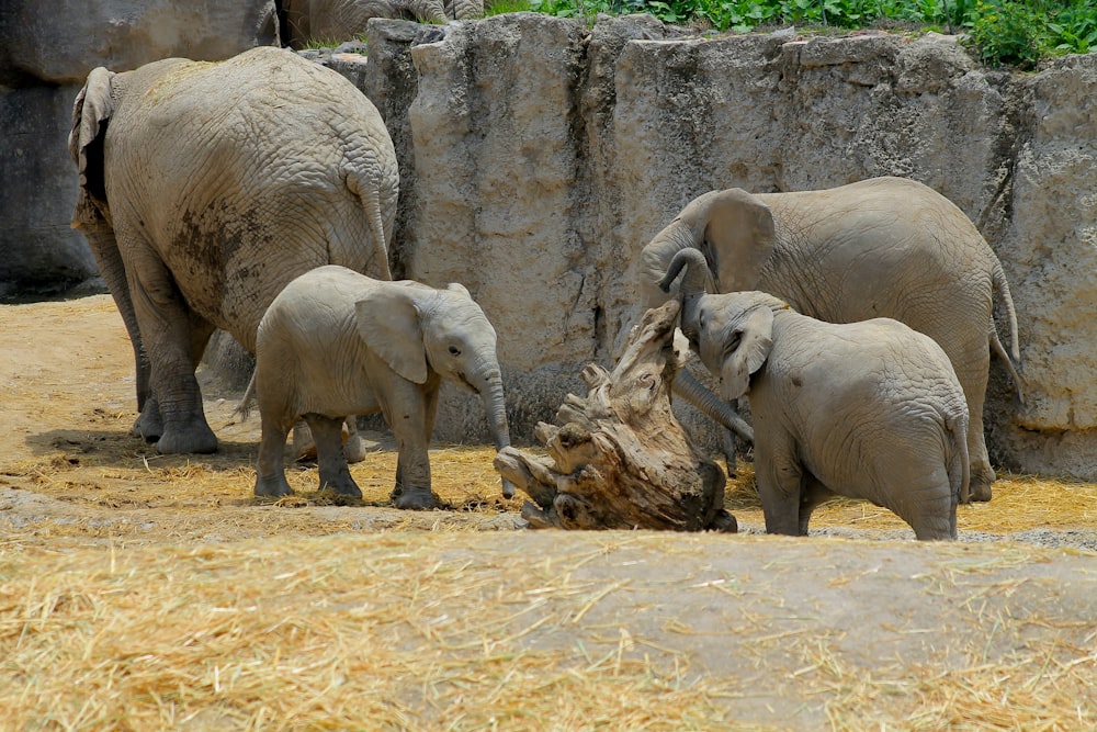 a group of elephants stand near each other