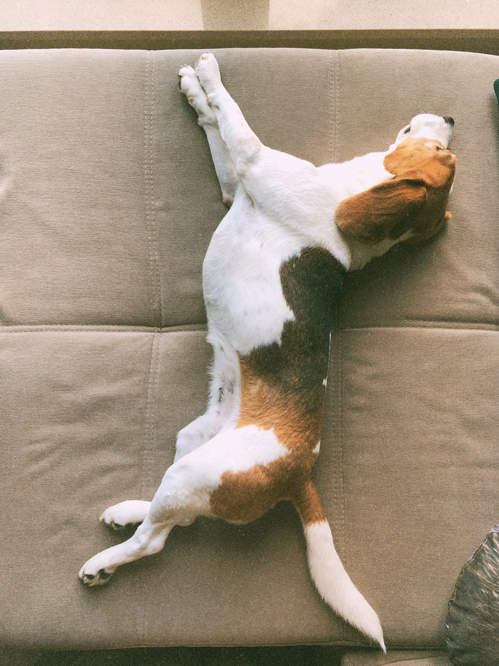 a dog lying on its back