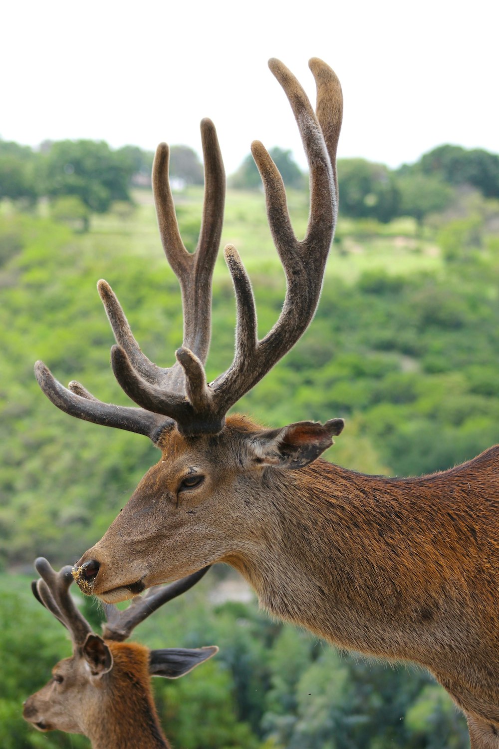 a deer with antlers