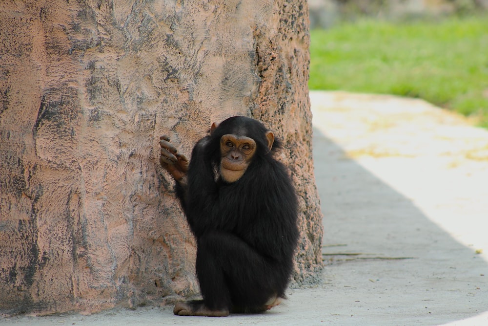 a monkey sitting on a tree