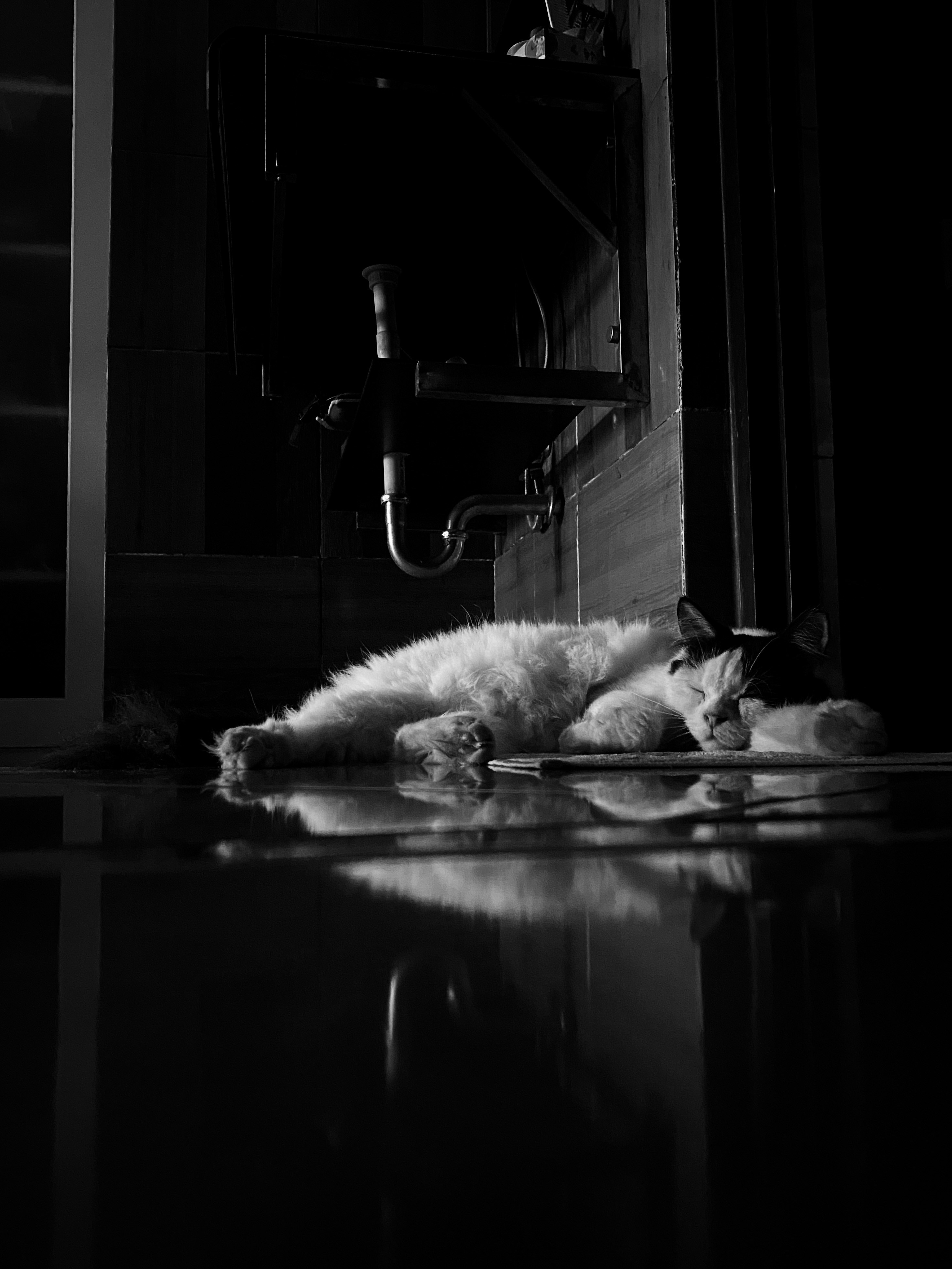 seekor kucing berbaring di atas meja