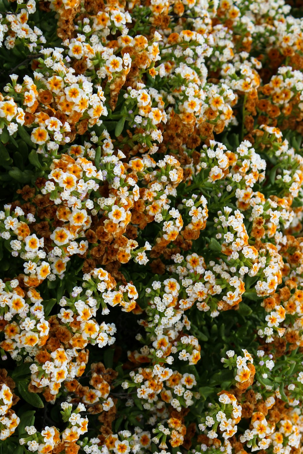 ein Strauch aus weißen und gelben Blumen