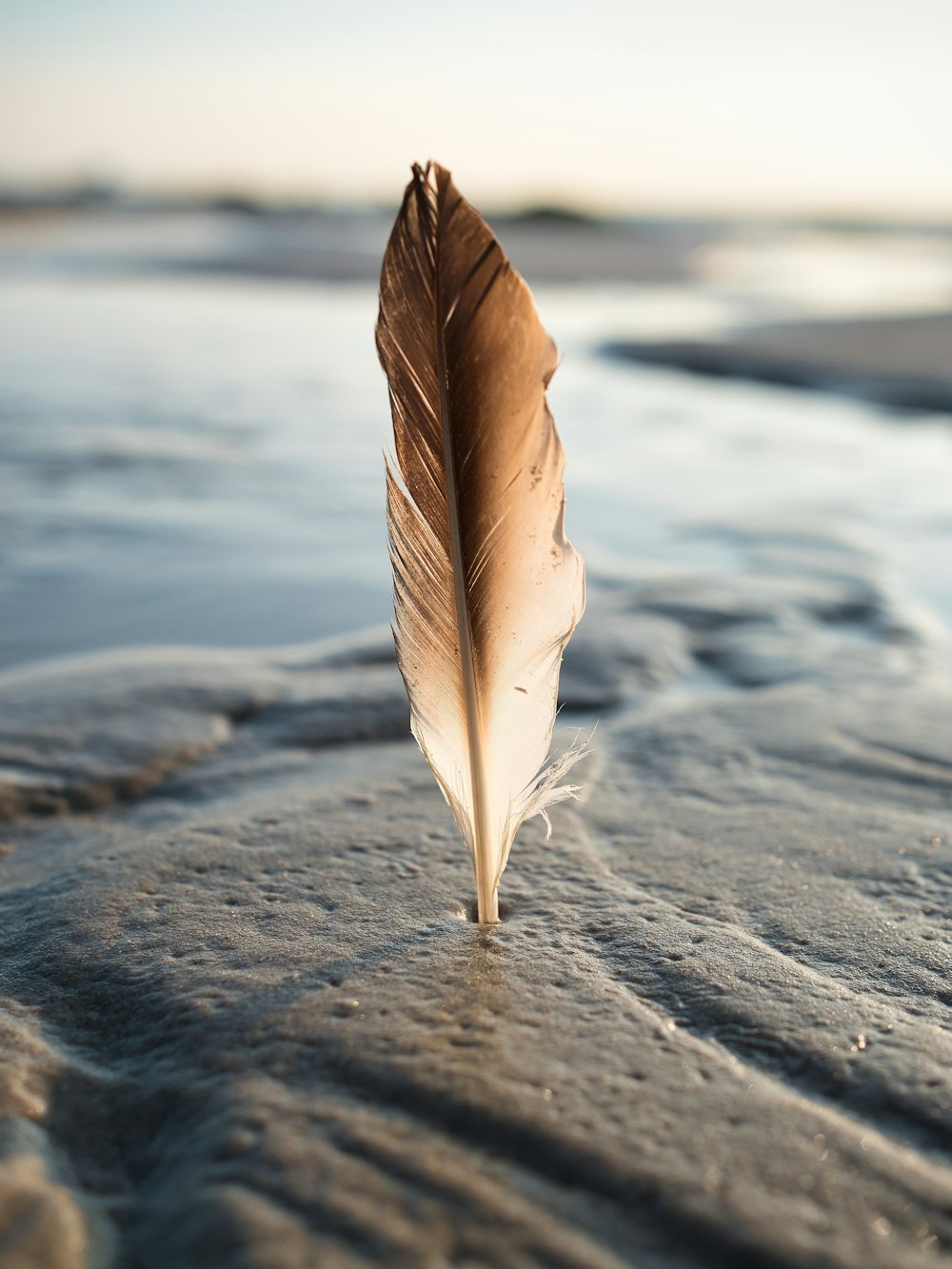 a fish on a beach